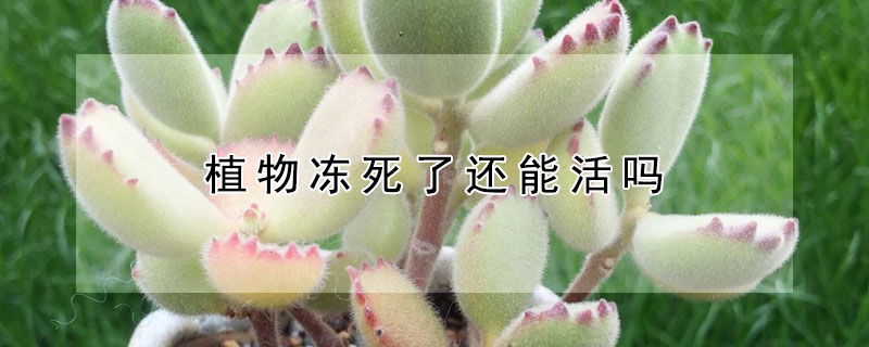 植物凍死了還能活嗎