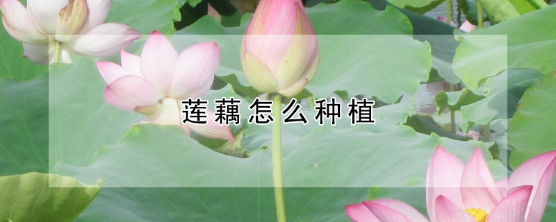 蓮藕怎麼種植