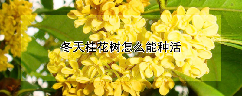 冬天桂花樹怎麼能種活