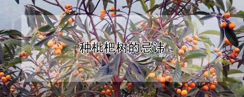 種枇杷樹的忌諱