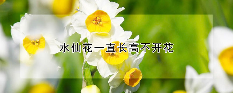 水仙花一直長高不開花