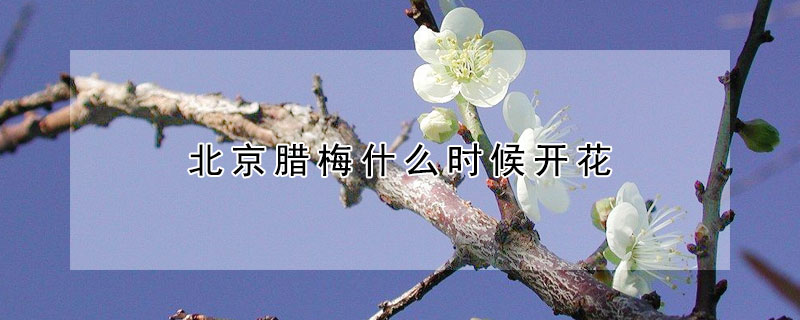 北京臘梅什麼時候開花