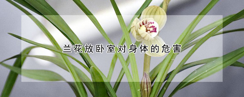 蘭花放臥室對身體的危害