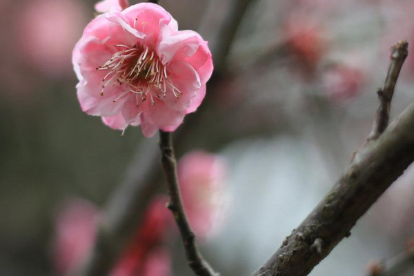 梅花為什麼不能在家養