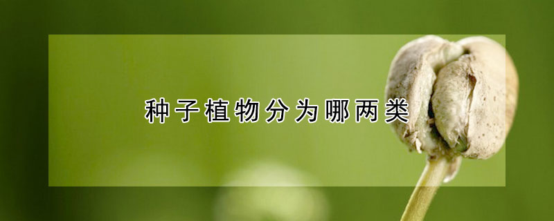 種子植物分為哪兩類