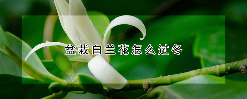 盆栽白蘭花怎麼過冬