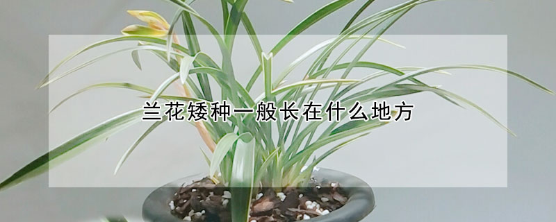 蘭花矮種一般長在什麼地方