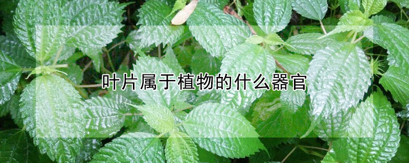 葉片屬於植物的什麼器官