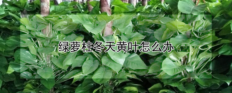 綠蘿柱冬天黃葉怎麼辦