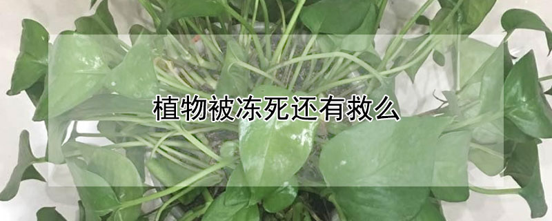 植物被凍死還有救麼