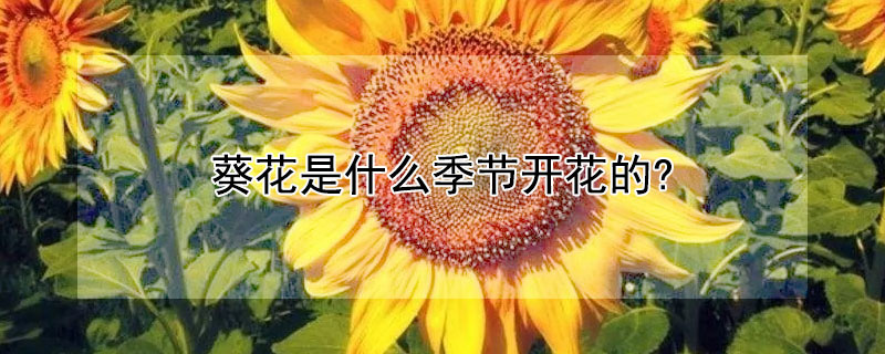 葵花是什麼季節開花的?