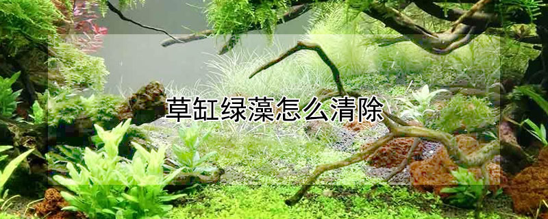 草缸綠藻怎麼清除