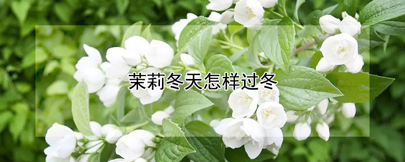 茉莉冬天怎樣過冬