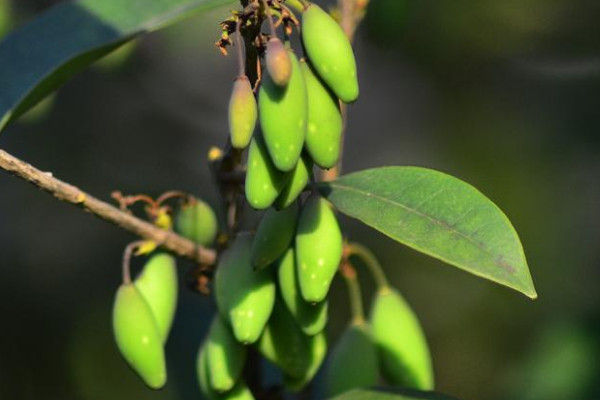 桂花結的果實叫什麼名字?