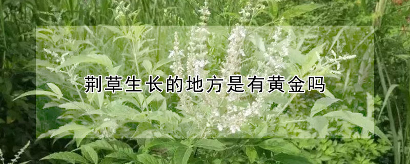 荊草生長的地方是有黃金嗎