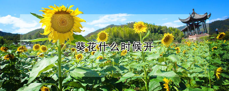 葵花什麼時候開