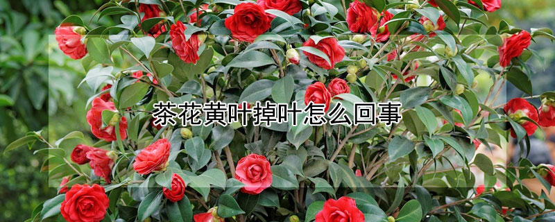 茶花黃葉掉葉怎麼回事