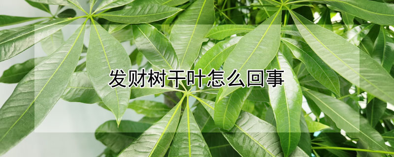 發財樹幹葉怎麼回事