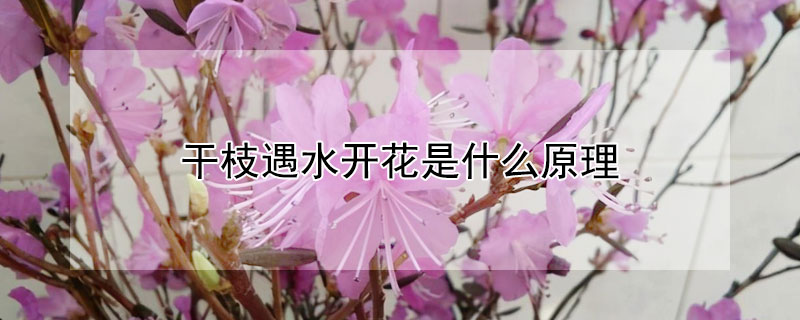 幹枝遇水開花是什麼原理