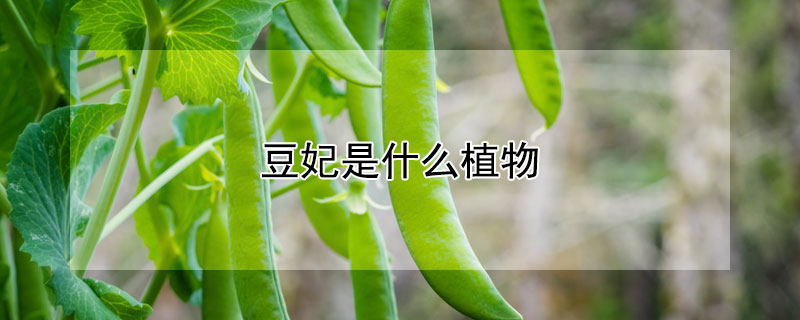 豆妃是什麼植物