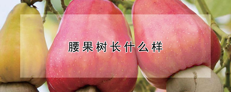 腰果樹長什麼樣