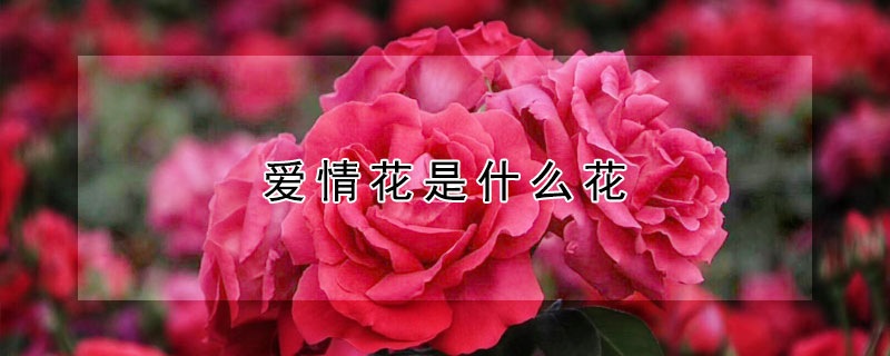 愛情花是什麼花