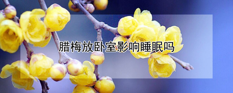 臘梅放臥室影響睡眠嗎