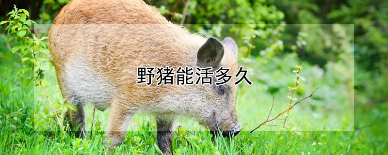 野豬能活多久