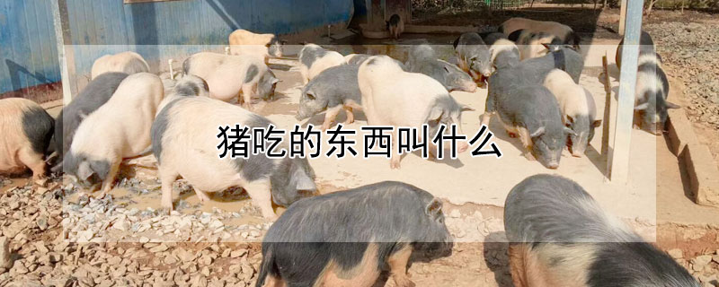 豬吃的東西叫什麼