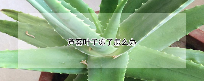 蘆薈葉子凍了怎麼辦