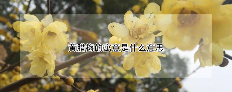 黃臘梅的寓意是什麼意思