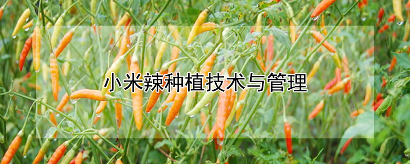 小米辣種植技術與管理