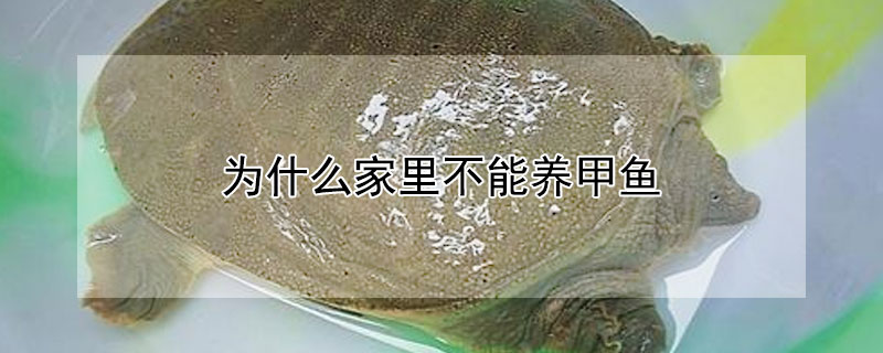 為什麼家裏不能養甲魚