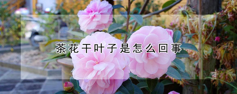 茶花幹葉子是怎麼回事