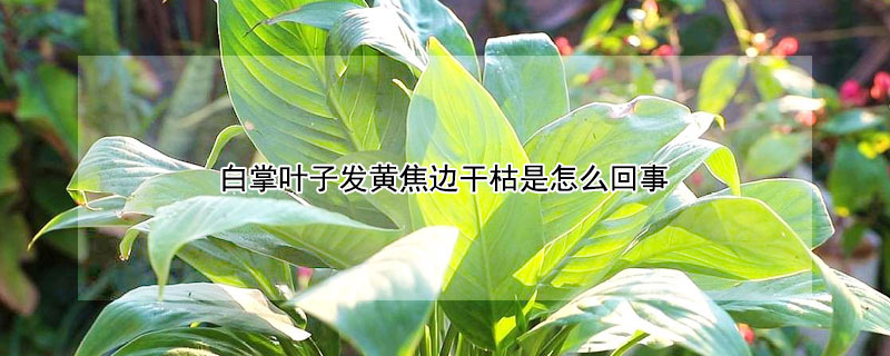 白掌葉子發黃焦邊幹枯是怎麼回事