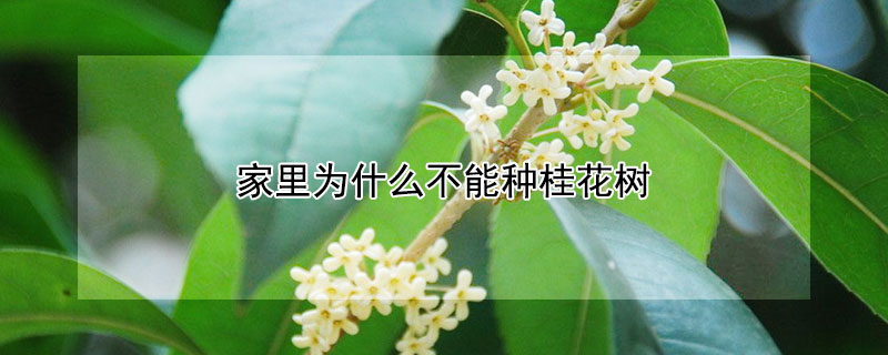 家裏為什麼不能種桂花樹