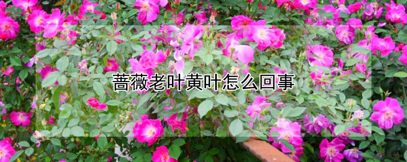 薔薇老葉黃葉怎麼回事