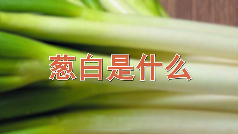 蔥白是什麼