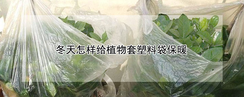 冬天怎樣給植物套塑料袋保暖