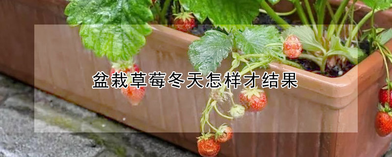 盆栽草莓冬天怎樣才結果