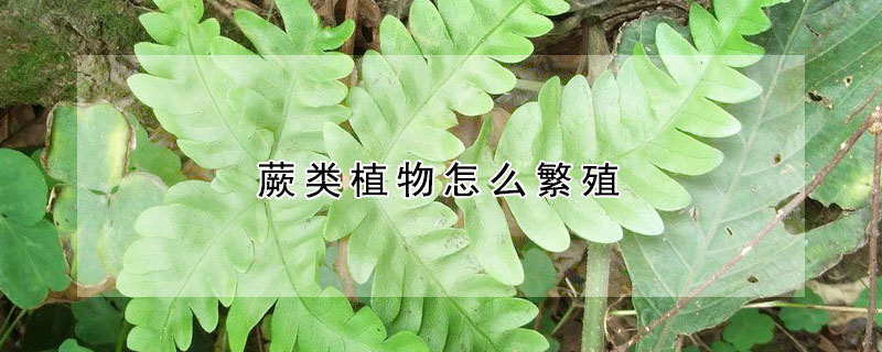 蕨類植物怎麼繁殖