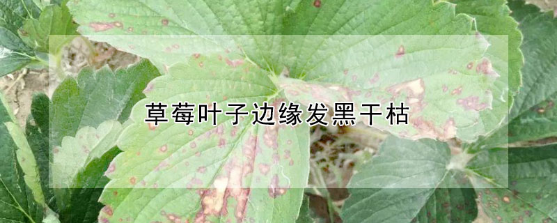 草莓葉子邊緣發黑幹枯