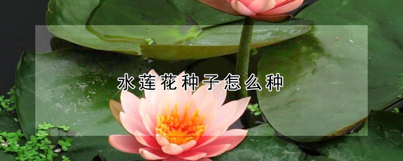 水蓮花種子怎麼種