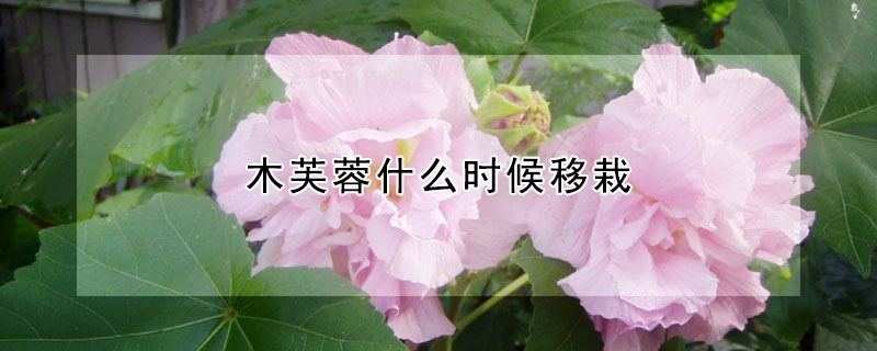 木芙蓉什麼時候移栽