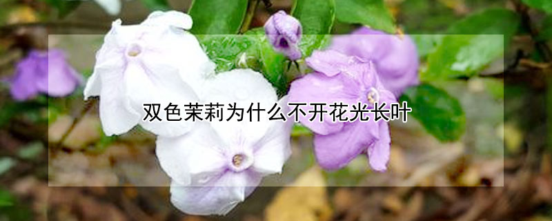 雙色茉莉為什麼不開花光長葉