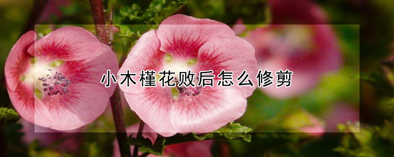 小木槿花敗後怎麼修剪