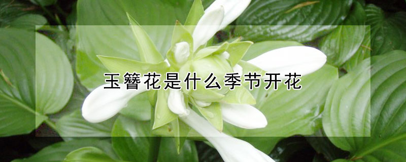 玉簪花是什麼季節開花