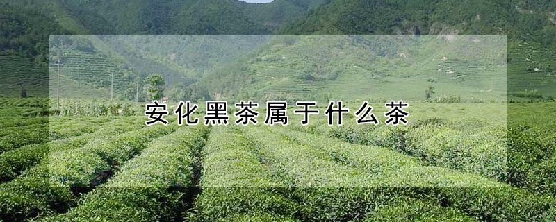 安化黑茶屬於什麼茶