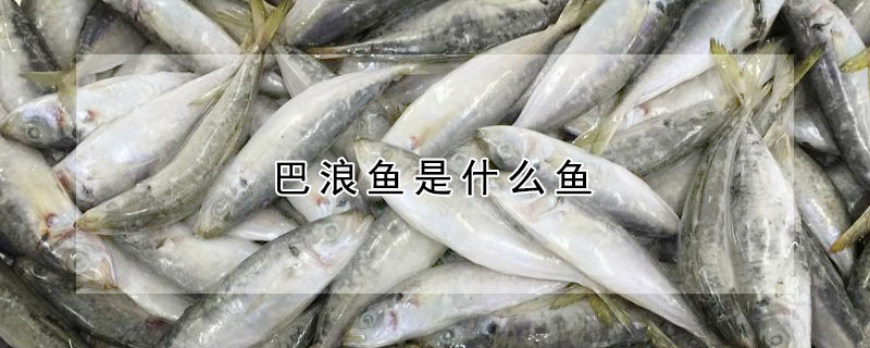 巴浪魚是什麼魚