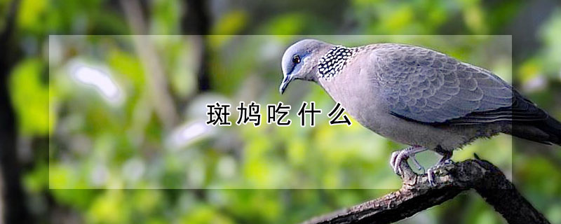 斑鳩吃什麼